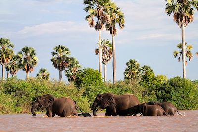 Elephants traversant la rivière Rufiji en Tanzanie