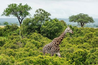 Girafe - Parc national de Mikumi - Tanzanie