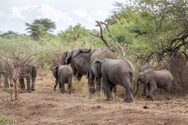 Voyage Savane, lodges et plages en Tanzanie