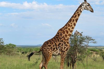 Parc national du Serengeti - Tanzanie