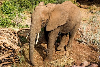 Eléphant - Parc du lac Manyara - Tanzanie