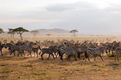 Parc national de Serengeti - Tanzanie 