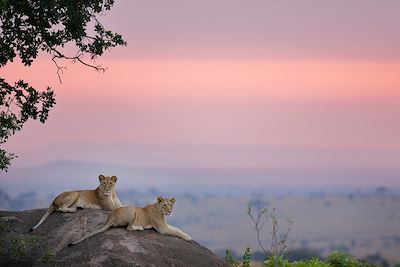 Safari en véhicule Lac Manyara