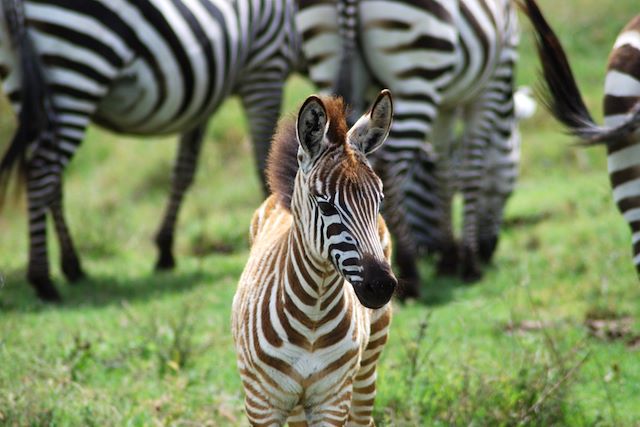 Voyage Safari magique et évasion à Zanzibar