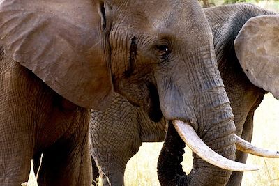 Parc national de Tarangire - Tanzanie