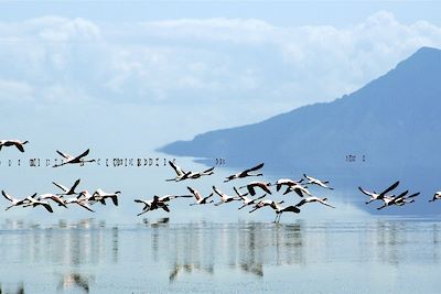 Flamants roses sur le lac Natron - Tanzanie