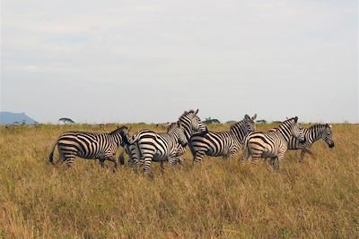 Parc national du Serengeti - Tanzanie