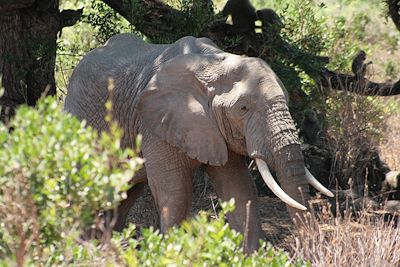 Lac Manyara - Tanzanie