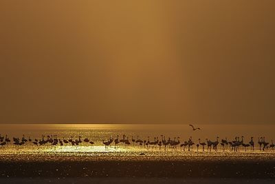 Chem Chem Safari Lodge - Lac Manyara - Tanzanie