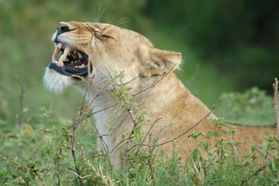 Lion dans le cratère du Ngorongoro - Tanzanie