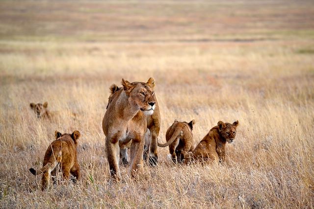 Voyage  Au Rythme de la Savane: focus félins 