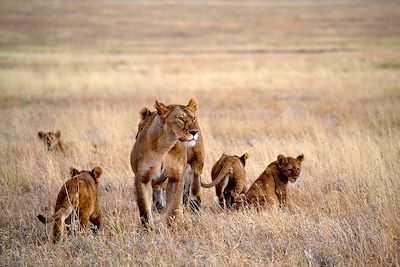 Voyage Ngorongoro