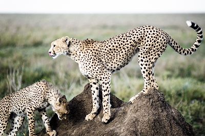 Hotel Arg - Serengeti - Tanzanie 