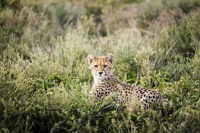 Hotel Arg - Serengeti - Tanzanie 