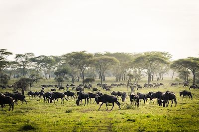 Hotel Arg - Serengeti - Tanzanie 