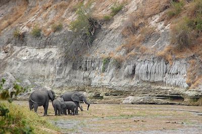 Éléphants - Parc National du Tarangire - Tanzanie