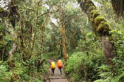 Randonnée dans la forêt tropicale - Tanzanie