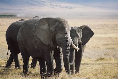 Cratère du N'Gorongoro - Tanzanie