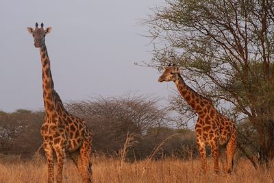 Parc du Tarangire - Tanzanie