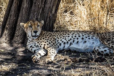 Guépard - Tanzanie