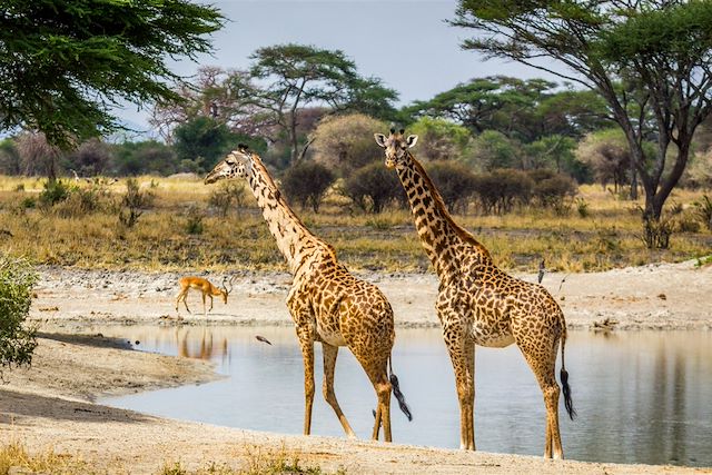 Voyage Du bush tanzanien aux plages de Zanzibar