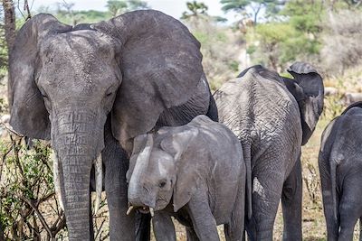 Eléphants - Parc national du Tarangire - Tanzanie