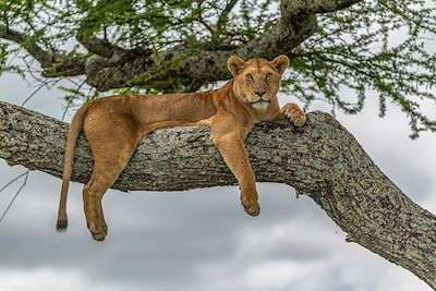 Lionne - Tanzanie 