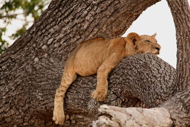 Voyage Kilimandjaro et safaris dans le bush tanzanien