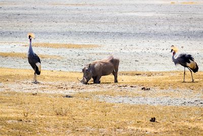 Gruee royales et phacochère - Cratère du Ngorongoro - Tanzanie