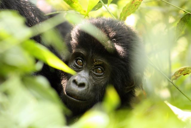 Voyage Ouganda - Rwanda, spécial primates