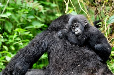 Sanctuary Gorilla Forest Camp - Bwindi - Ouganda