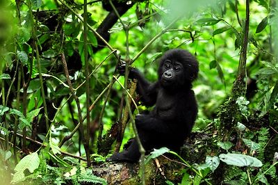 Sanctuary Gorilla Forest Camp - Bwindi - Ouganda