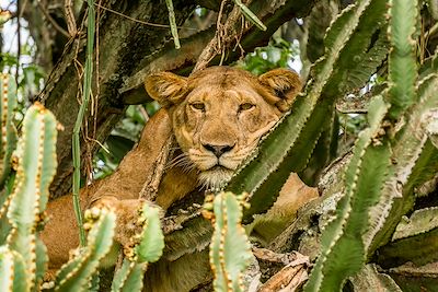 Mweya Safari Lodge - Parc National Queen Elizabeth - Ouganda