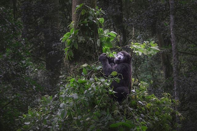 Voyage Gorilles des montagnes et volcan