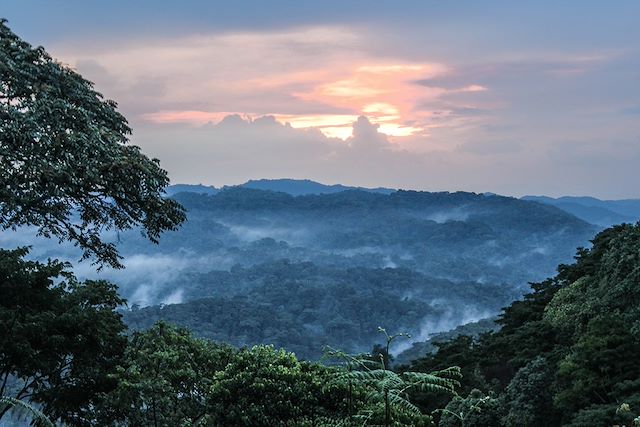 Voyage Forêts impénétrables et safaris