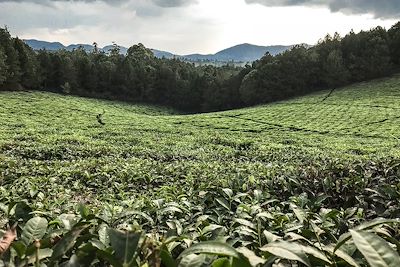 Parc national de la forêt impénétrable de Bwindi - Ouganda