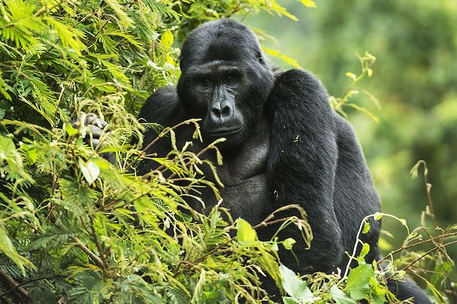 Voyage Forêts impénétrables et safaris