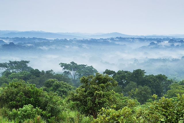 Voyage Forêts impénétrables et safaris