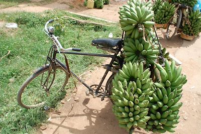 Bananes sur un vélo - Route entre Entebbe et le lac Mburo - Ouganda