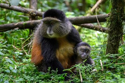 Bisate Lodge - Parc National des Volcans - Rwanda