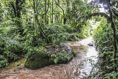 Parc national de la forêt impénétrable de Bwindi - Ouganda