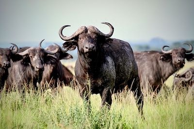 Buffles - Parc national Kidepo Valley - Ouganda