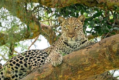 Léopard - Parc national Kidepo Valley - Ouganda