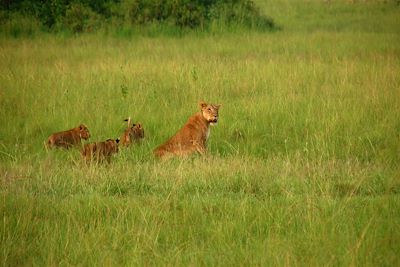 Famille de lions au Parc National Queen Elizabeth - Ouganda