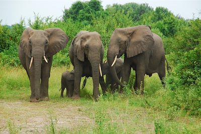 Famille d'éléphants au Parc National Queen Elizabeth - Ouganda