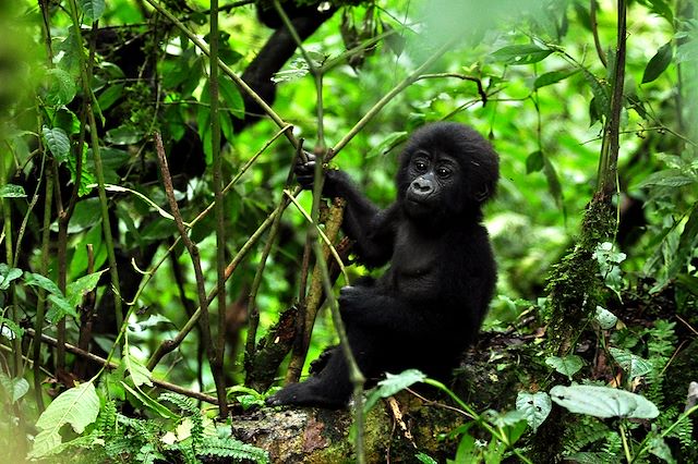 Voyage L'Ouganda : un trésor à explorer !