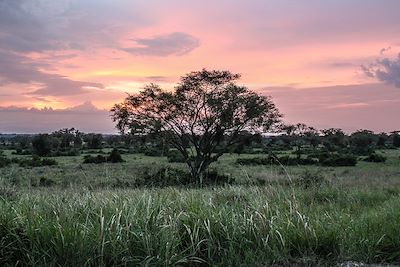 Parc National de Queen Elizabeth - Ouganda