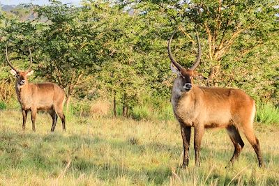 Kob Ougandais dans le parc national Queen Elizabeth - Ouganda