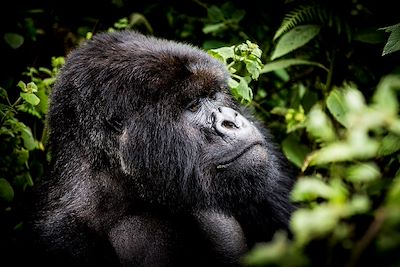 Bisate Lodge - Parc National des Volcans - Rwanda