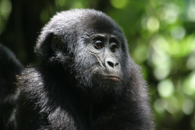 Voyage Voyage au Cœur de l’Ouganda